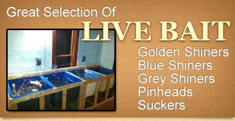 live bait